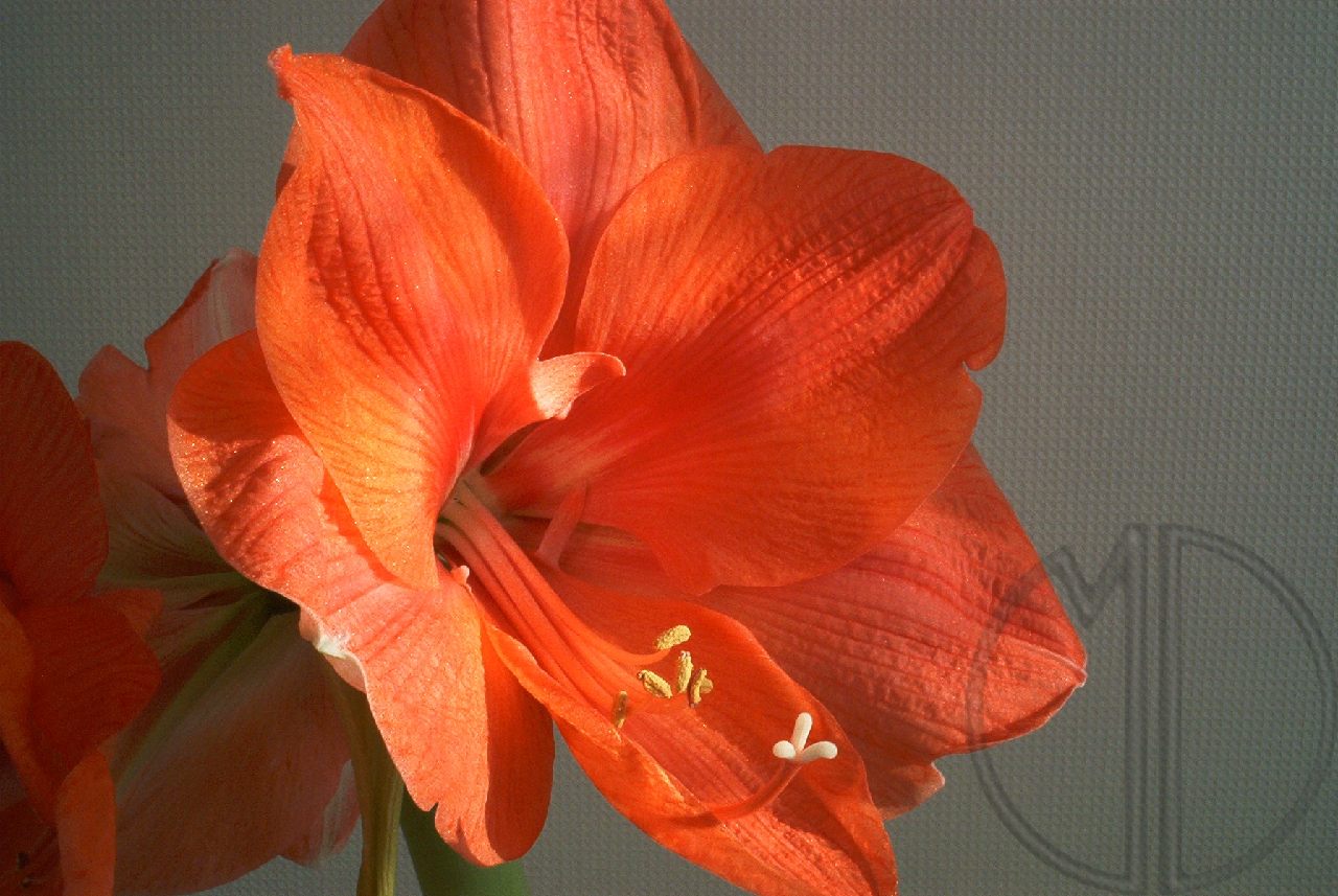 Photo amaryllis 03 Photo amaryllis 03