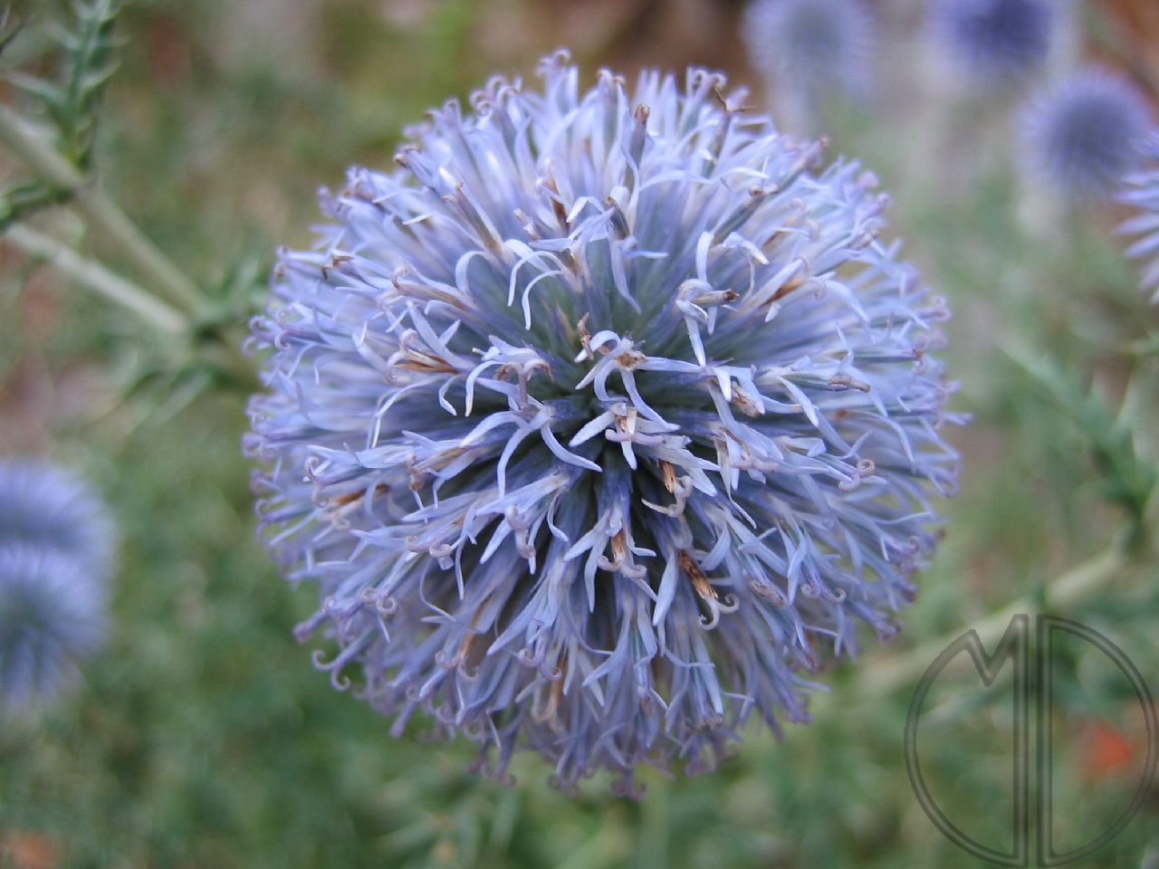 Photo echinops a tete ronde 03 Photo echinops a tete ronde 03