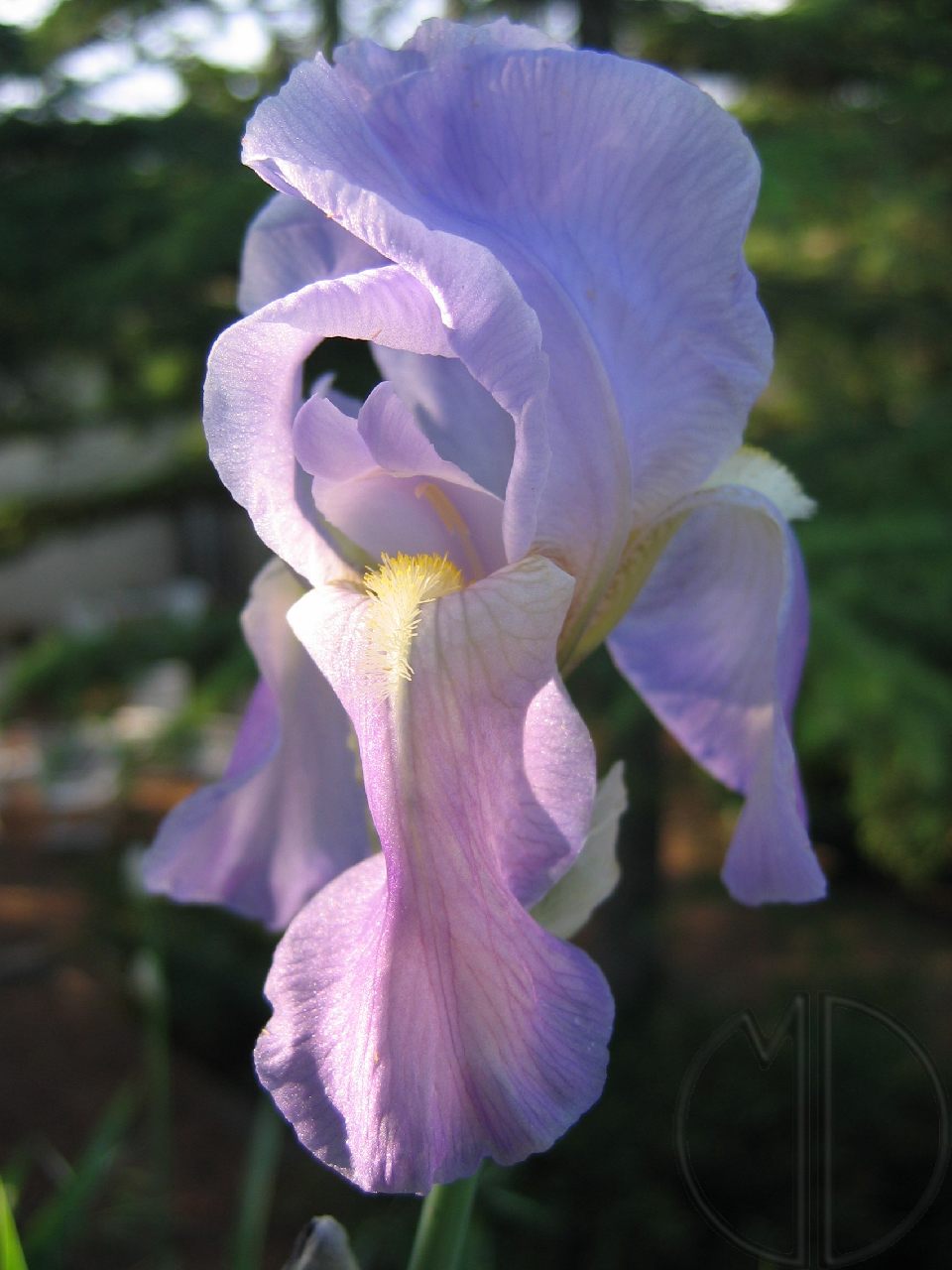 Photo iris 03