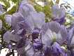 Glycine