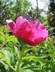 Pivoine